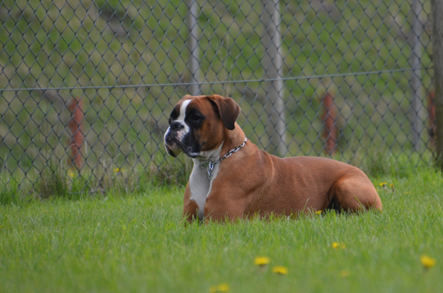 How to Take Care of a Boxer Dog